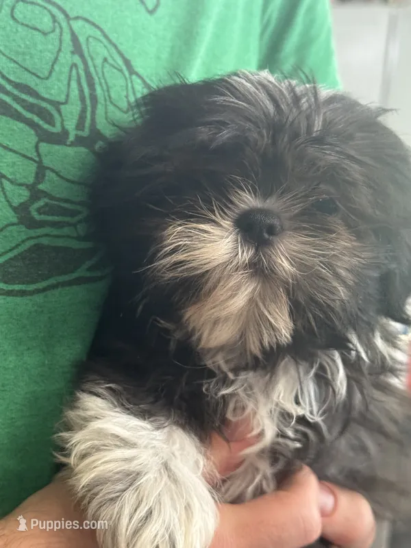 Mayzie – Shih Tzu puppy for sale in Palm Coast, FL
