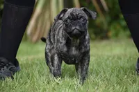 Caramel Drizzle , a male Pug for sale in Palm Coast, FL – 2 of 5