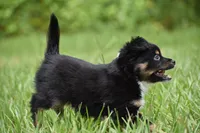 Peanut Butter , a male Toy Australian Shepherd for sale in Palm Coast, FL – 2 of 7
