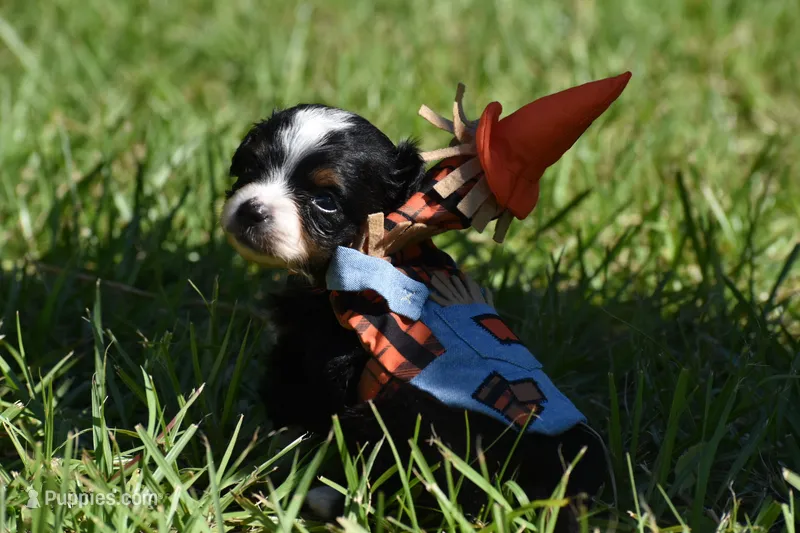 Dilly  – Toy Australian Shepherd puppy for sale in Palm Coast, FL