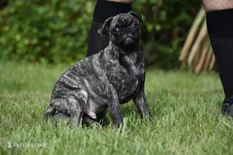 Caramel Drizzle  – Pug puppy for sale in Palm Coast, FL