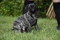 Caramel Drizzle , a male Pug for sale in Palm Coast, FL – 1 of 5