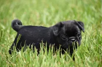 Scooby , a male Pug for sale in Palm Coast, FL – 2 of 5