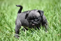 Dumplin, a male Pug for sale in Palm Coast, FL – 1 of 7