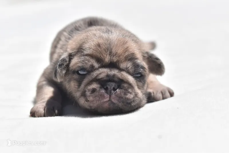 Buzz – Pug puppy for sale in Palm Coast, FL