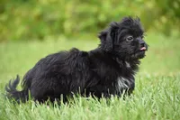 Paddy , a male Shih Tzu and Toy Australian Shepherd for sale in Palm Coast, FL – 1 of 9