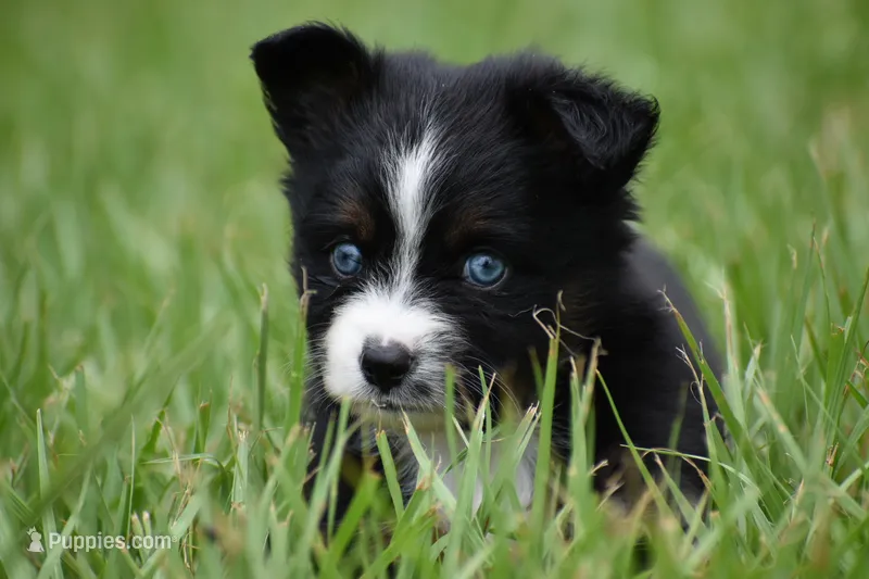 Atlas – Toy Australian Shepherd puppy for sale in Palm Coast, FL