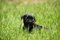 Daphne, a female Pug for sale in Palm Coast, FL – 3 of 6