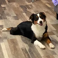 Tiki, a female Miniature Australian Shepherd for sale in Palm Coast, FL – Photo 2 of 2