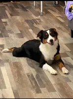 Tiki, a female Miniature Australian Shepherd for sale in Palm Coast, FL – Photo 2 of 2