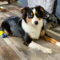 Tiki, a female Miniature Australian Shepherd for sale in Palm Coast, FL – Photo 1 of 2