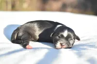 Mayzie, a female Shih Tzu for sale in Palm Coast, FL – Photo 2 of 3