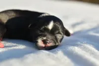 Mayzie, a female Shih Tzu for sale in Palm Coast, FL – Photo 3 of 3