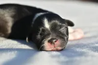 Mayzie, a female Shih Tzu for sale in Palm Coast, FL – Photo 1 of 3