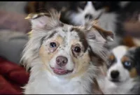 Sharky, a female Miniature Australian Shepherd for sale in Palm Coast, FL – Photo 2 of 3