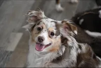 Sharky, a female Miniature Australian Shepherd for sale in Palm Coast, FL – Photo 1 of 3