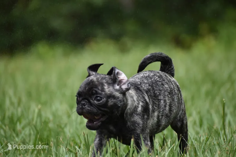 Butterbean – Pug puppy for sale in Palm Coast, FL