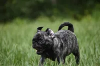 Butterbean, a male Pug for sale in Palm Coast, FL – 1 of 9