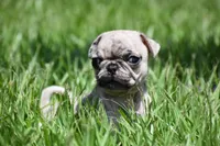 Corn Bread , a male Pug for sale in Palm Coast, FL – 4 of 6