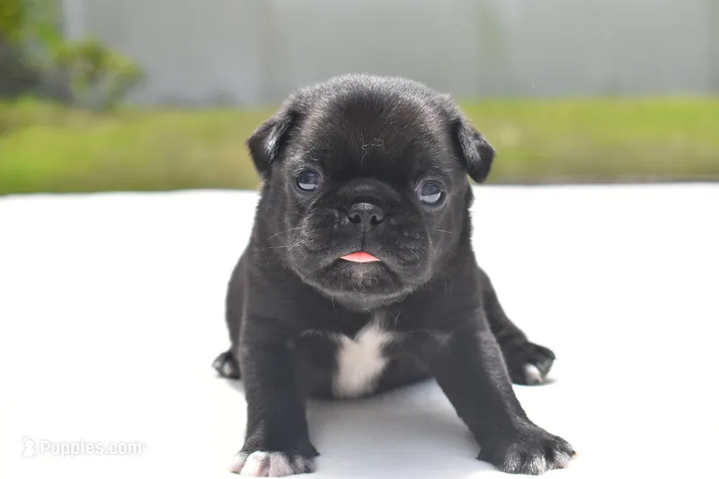 Scooby  – Pug puppy for sale in Palm Coast, FL