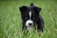 Atlas, a male Toy Australian Shepherd for sale in Palm Coast, FL – 8 of 8