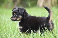 Peanut Butter , a male Toy Australian Shepherd for sale in Palm Coast, FL – 7 of 7