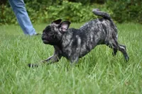 Butterbean, a male Pug for sale in Palm Coast, FL – 7 of 8