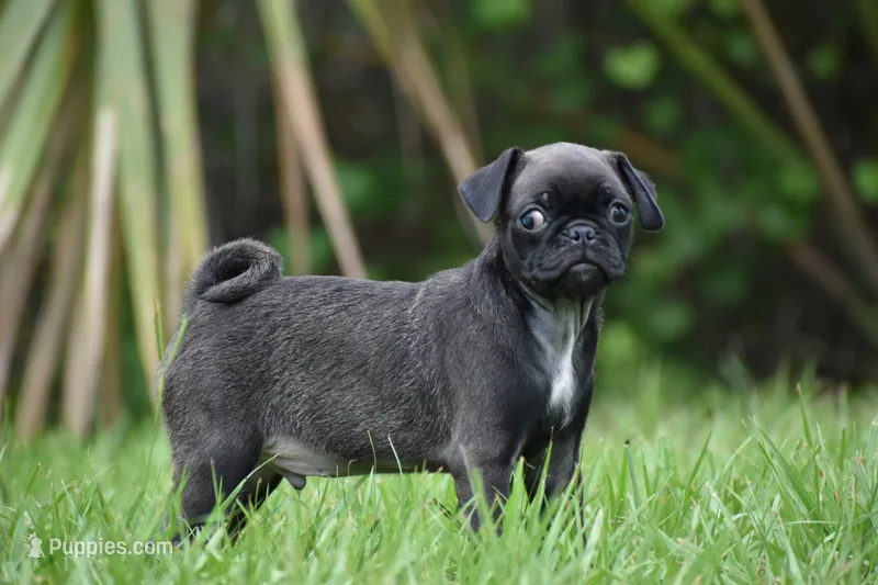 Hive – Pug puppy for sale in Palm Coast, FL