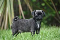 Hive, a male Pug for sale in Palm Coast, FL – 1 of 9