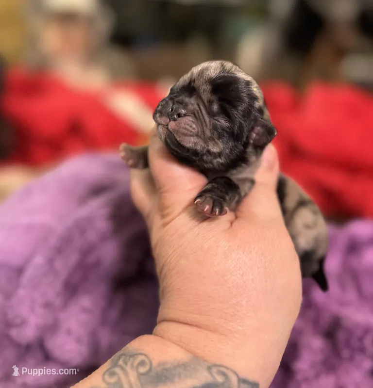 Acorn – Pug puppy for sale in Palm Coast, FL