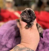 Acorn, a male Pug for sale in Palm Coast, FL – 1 of 2