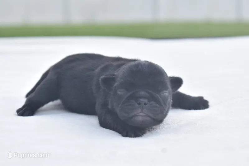 Cider  – Pug puppy for sale in Palm Coast, FL
