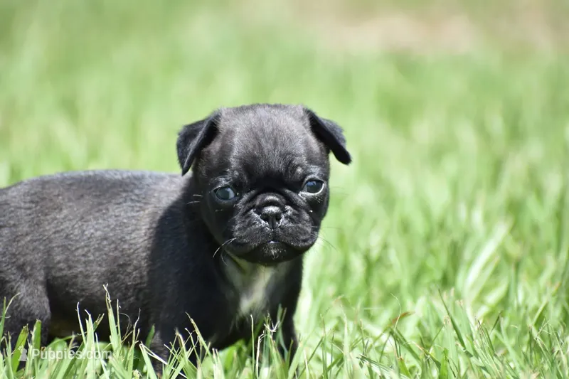 Hive – Pug puppy for sale in Palm Coast, FL
