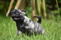 Butterbean, a male Pug for sale in Palm Coast, FL – 6 of 9