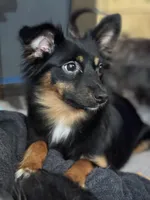 Macka , a female Toy Australian Shepherd for sale in Palm Coast, FL – Photo 2 of 3