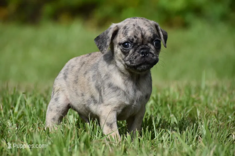 Buzz – Pug puppy for sale in Palm Coast, FL