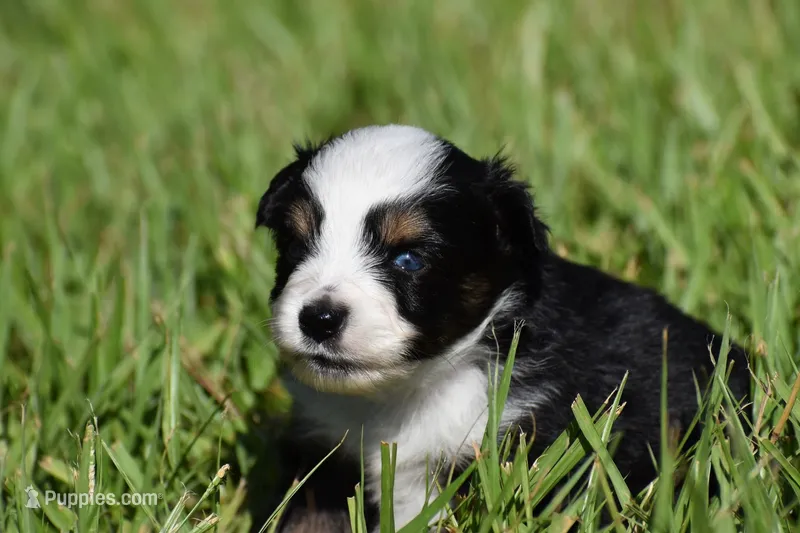 Orion – Toy Australian Shepherd puppy for sale in Palm Coast, FL