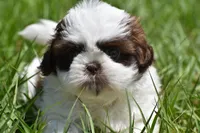 Bread Pudding , a male Shih Tzu for sale in Palm Coast, FL – Photo 4 of 9