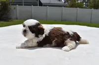 Bread Pudding , a male Shih Tzu for sale in Palm Coast, FL – Photo 2 of 5