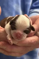 Bread Pudding , a male Shih Tzu for sale in Palm Coast, FL – Photo 2 of 2