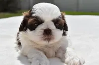 Bread Pudding , a male Shih Tzu for sale in Palm Coast, FL – Photo 3 of 5