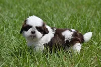 Bread Pudding , a male Shih Tzu for sale in Palm Coast, FL – Photo 6 of 9