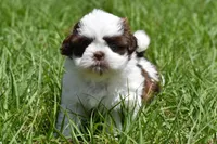 Bread Pudding , a male Shih Tzu for sale in Palm Coast, FL – Photo 8 of 9