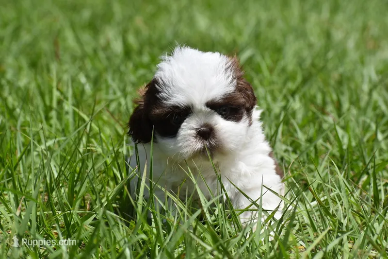 Bread Pudding  – Shih Tzu puppy for sale in Palm Coast, FL
