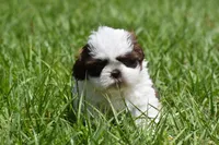 Bread Pudding , a male Shih Tzu for sale in Palm Coast, FL – Photo 1 of 9