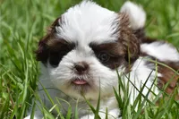Bread Pudding , a male Shih Tzu for sale in Palm Coast, FL – Photo 2 of 9
