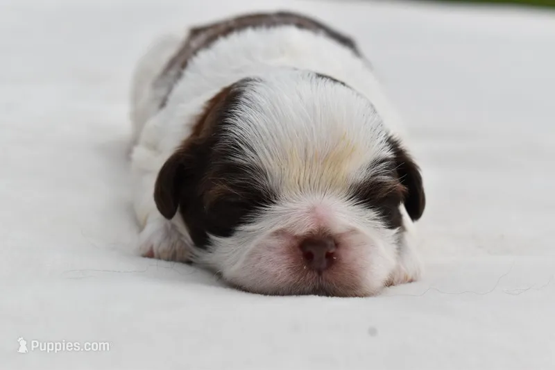 Bread Pudding  – Shih Tzu puppy for sale in Palm Coast, FL