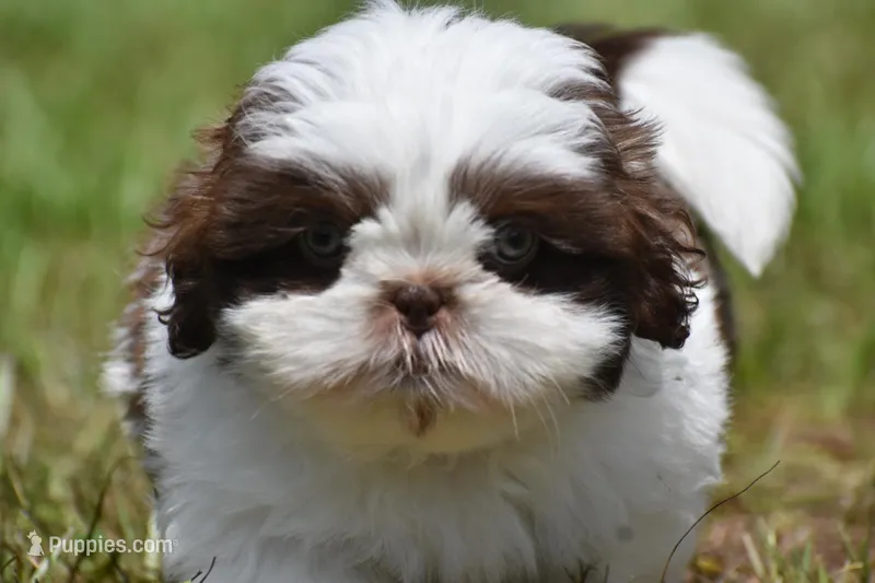 Bread Pudding  – Shih Tzu puppy for sale in Palm Coast, FL