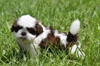 Bread Pudding , a male Shih Tzu for sale in Palm Coast, FL – Photo 3 of 9