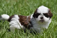Bread Pudding , a male Shih Tzu for sale in Palm Coast, FL – Photo 9 of 9